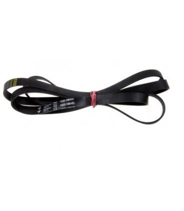 1920H8 EL CORREA ESTRIADA